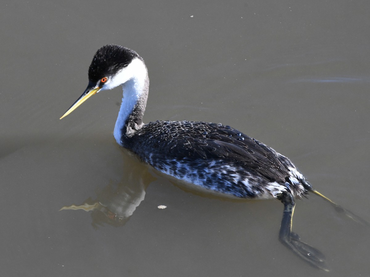 Western Grebe - ML620640932