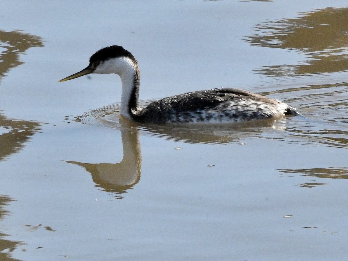 Western Grebe - ML620640933