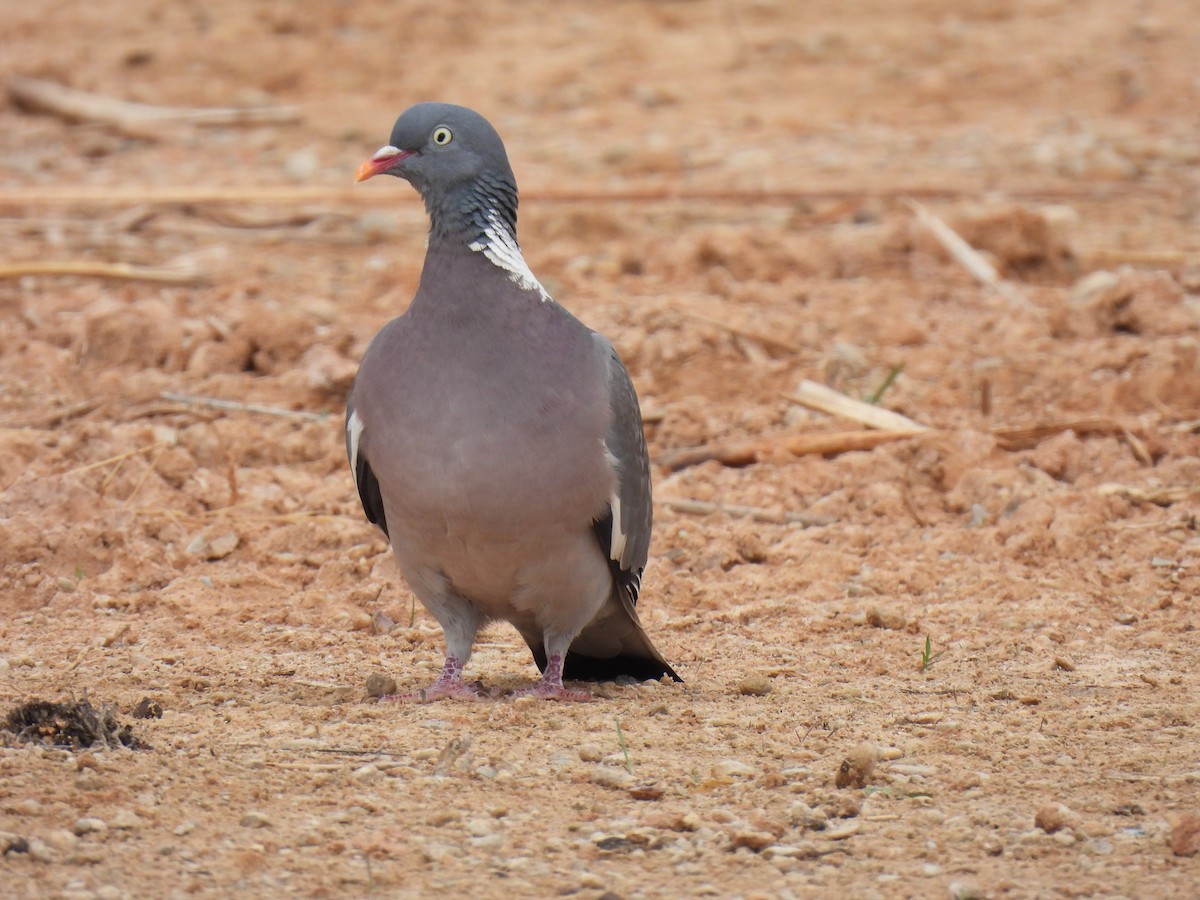 Common Wood-Pigeon - ML620640936