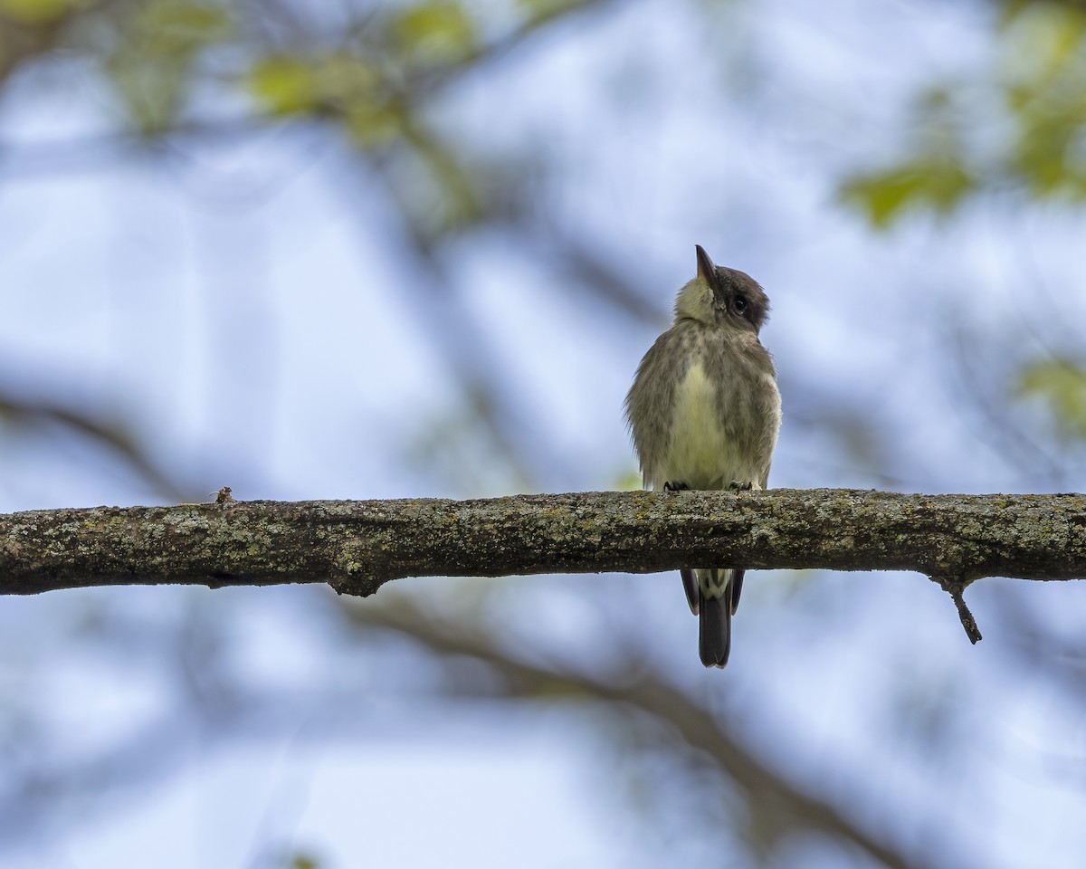 Olive-sided Flycatcher - ML620640938