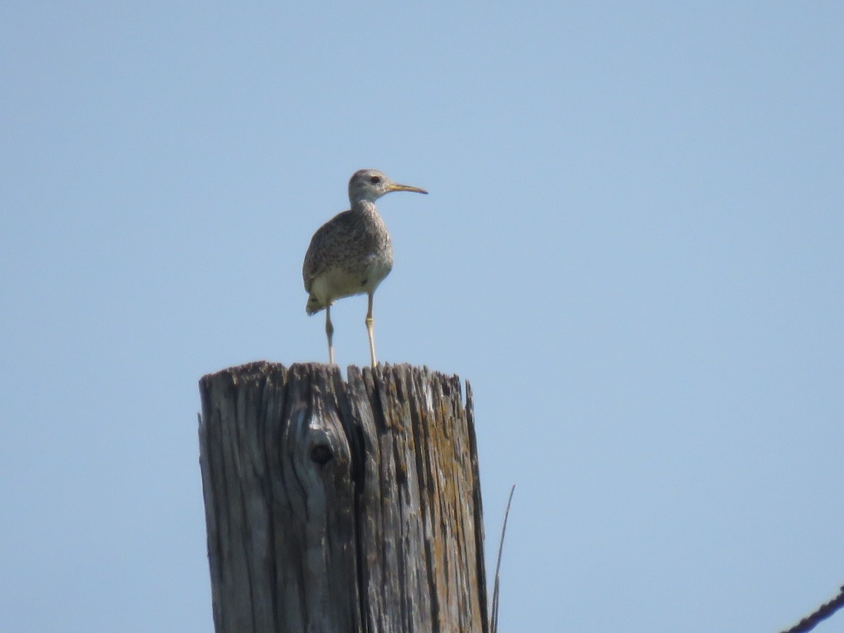 Upland Sandpiper - ML620640940