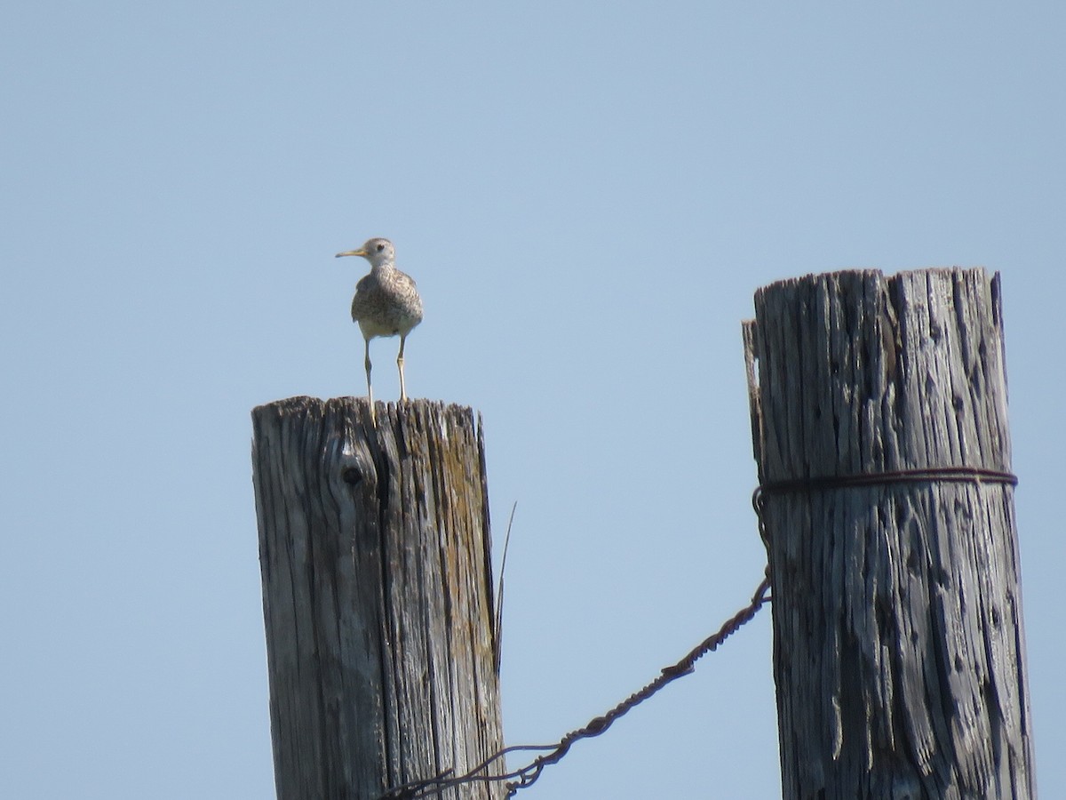 Upland Sandpiper - ML620640941