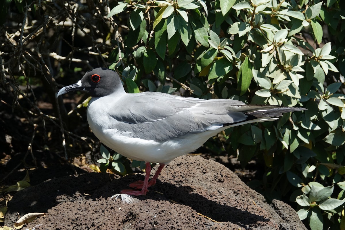 Swallow-tailed Gull - ML620640945