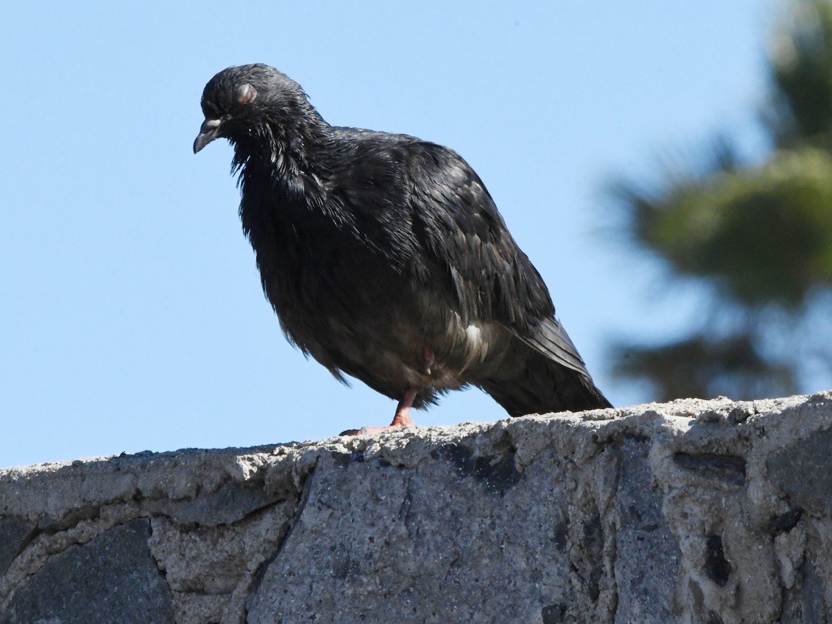 Rock Pigeon (Feral Pigeon) - ML620640948