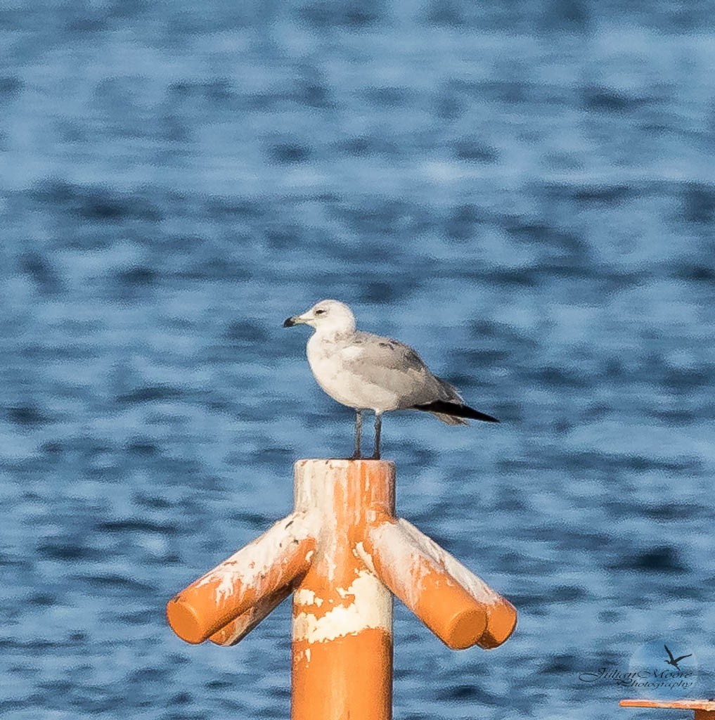 Ebird checklist 20 jun 2024 pile bay 3 species