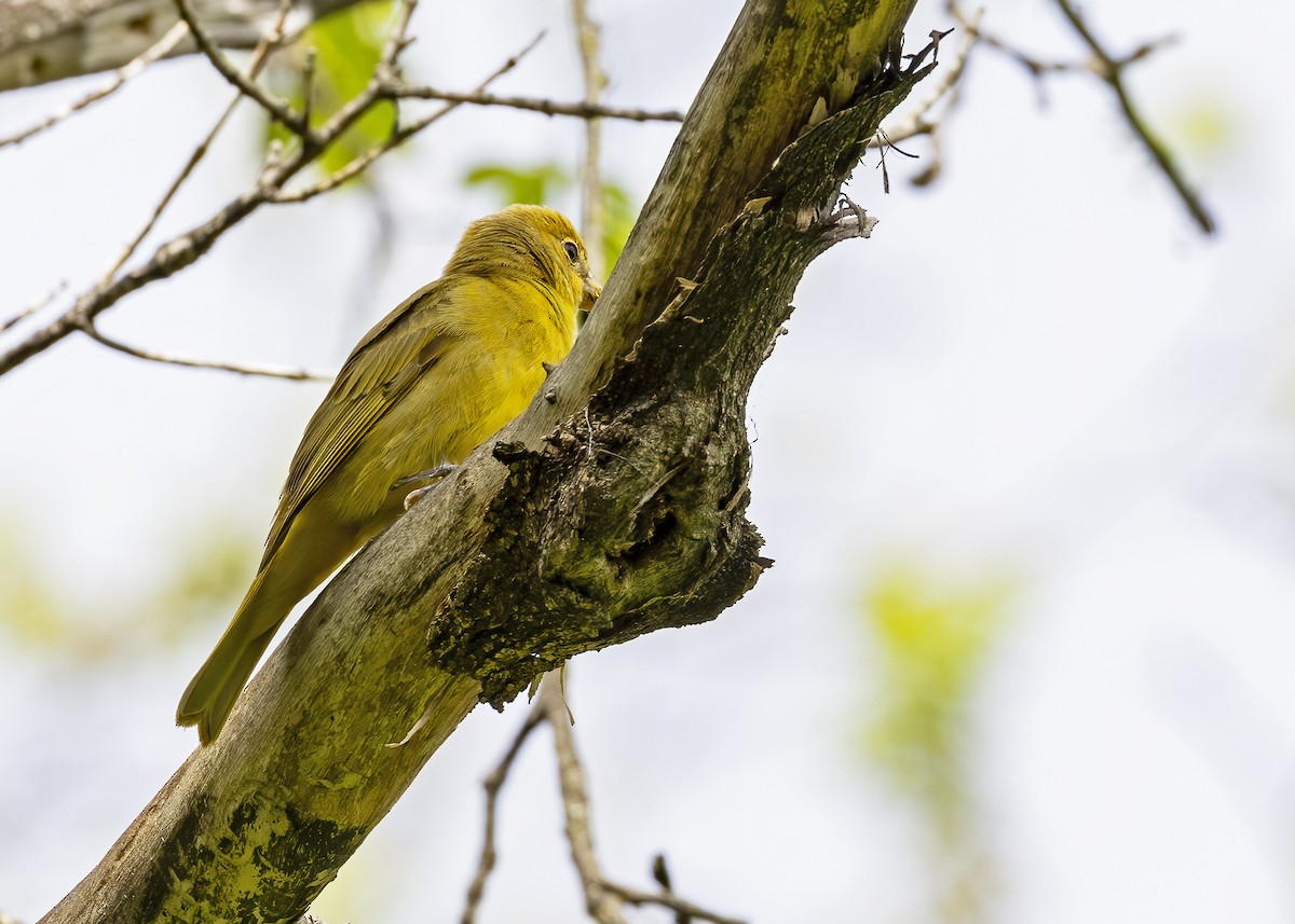 Summer Tanager - ML620640952