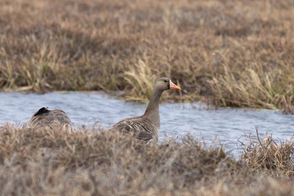 Greater White-fronted Goose - ML620640957
