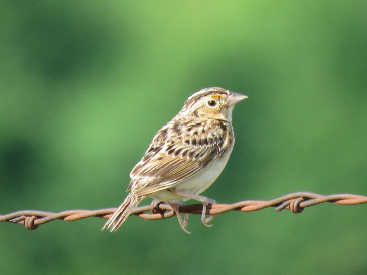 Grasshopper Sparrow - ML620640959