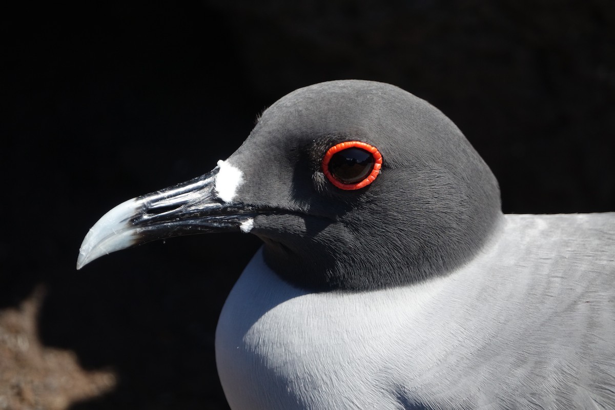 Swallow-tailed Gull - ML620640960