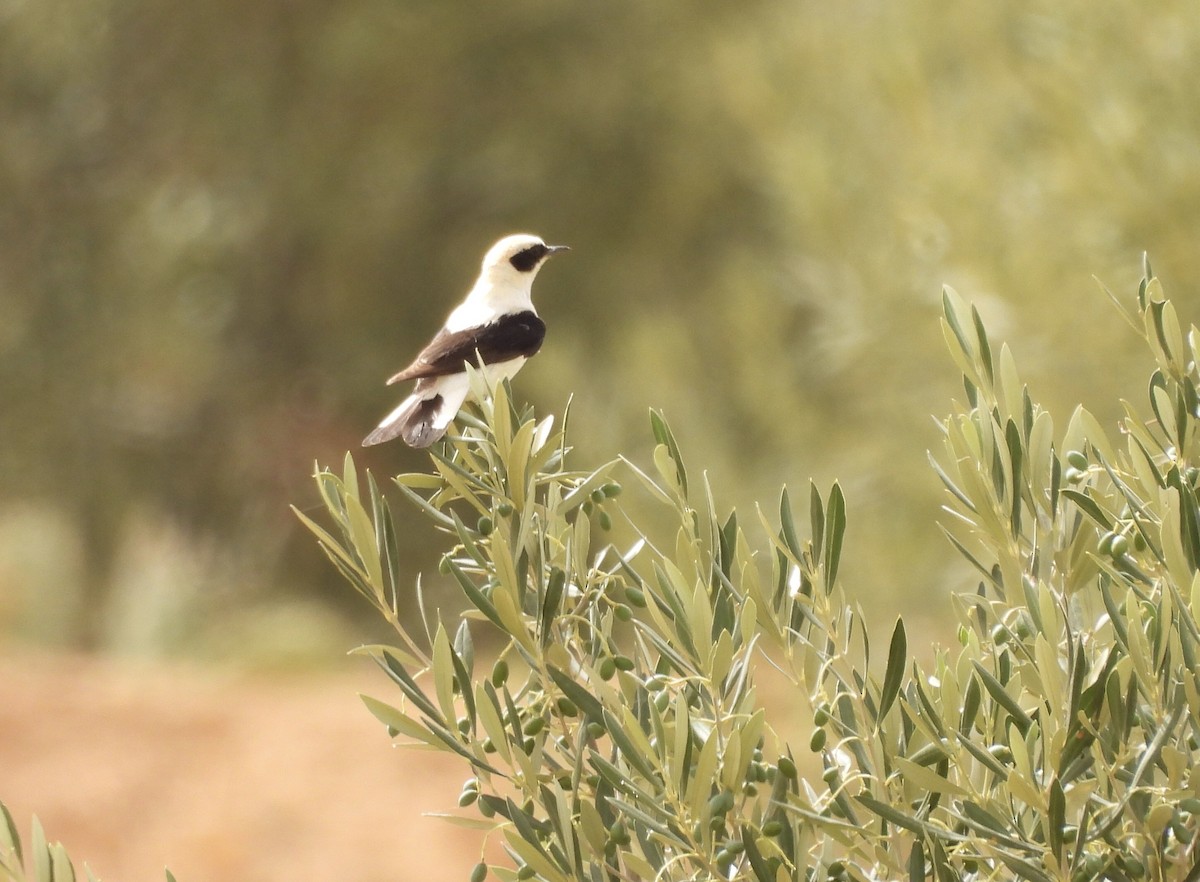 Western Black-eared Wheatear - ML620640962