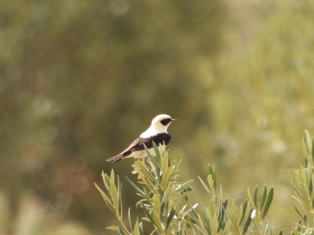 Western Black-eared Wheatear - ML620640963