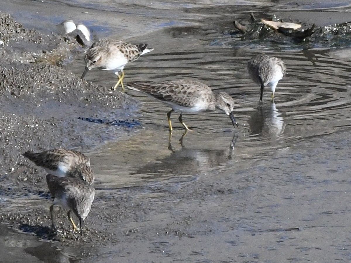 Black-bellied Plover - ML620640964