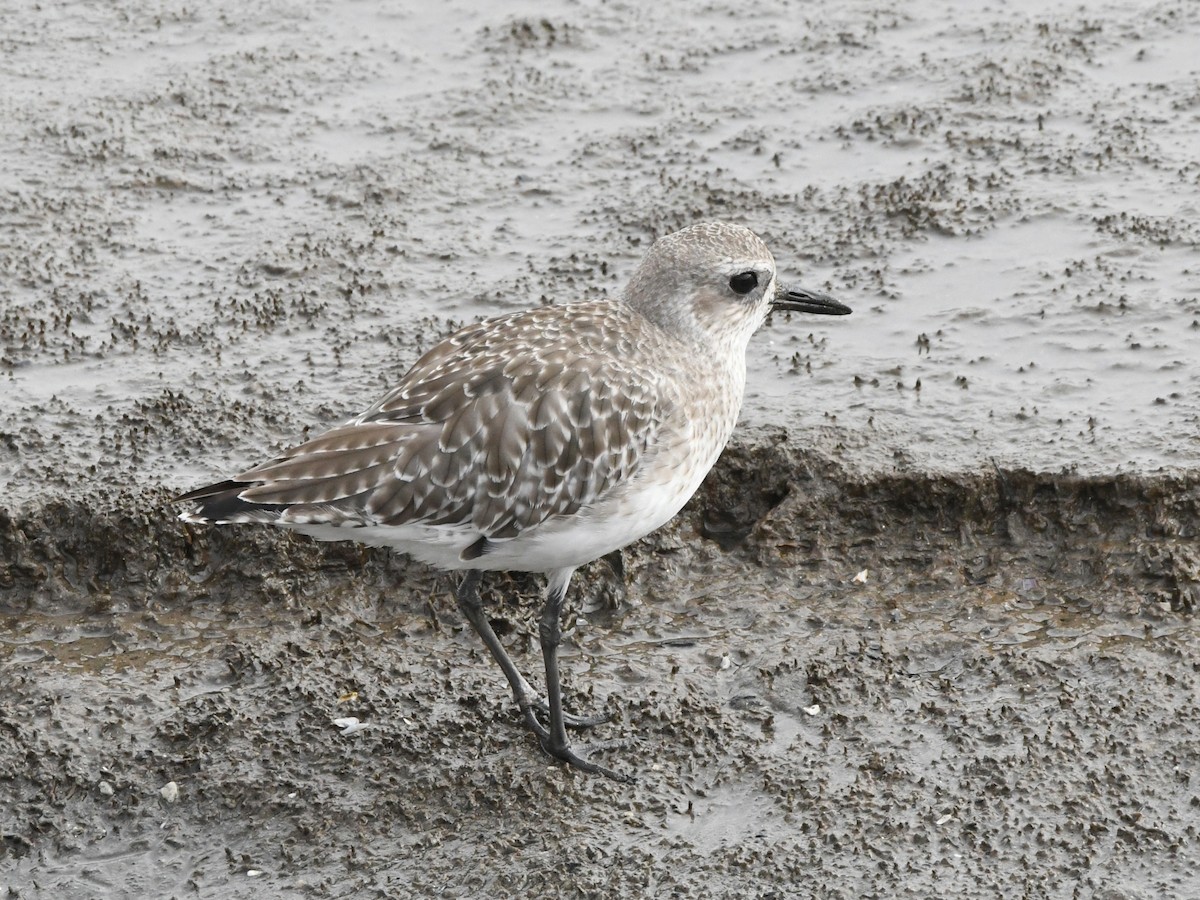 Black-bellied Plover - ML620640965