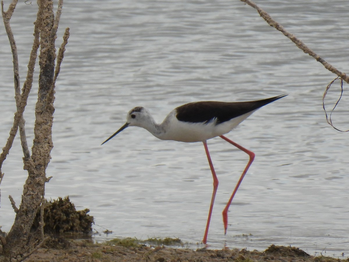 Black-winged Stilt - ML620640966