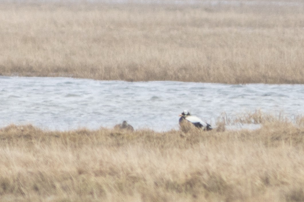 Spectacled Eider - ML620640968