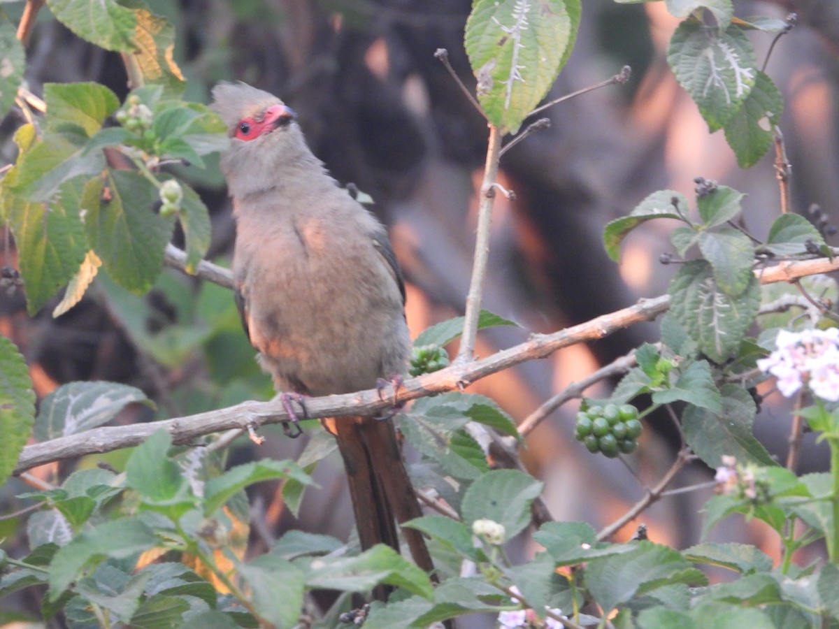 Pájaro Ratón Carirrojo - ML620640969