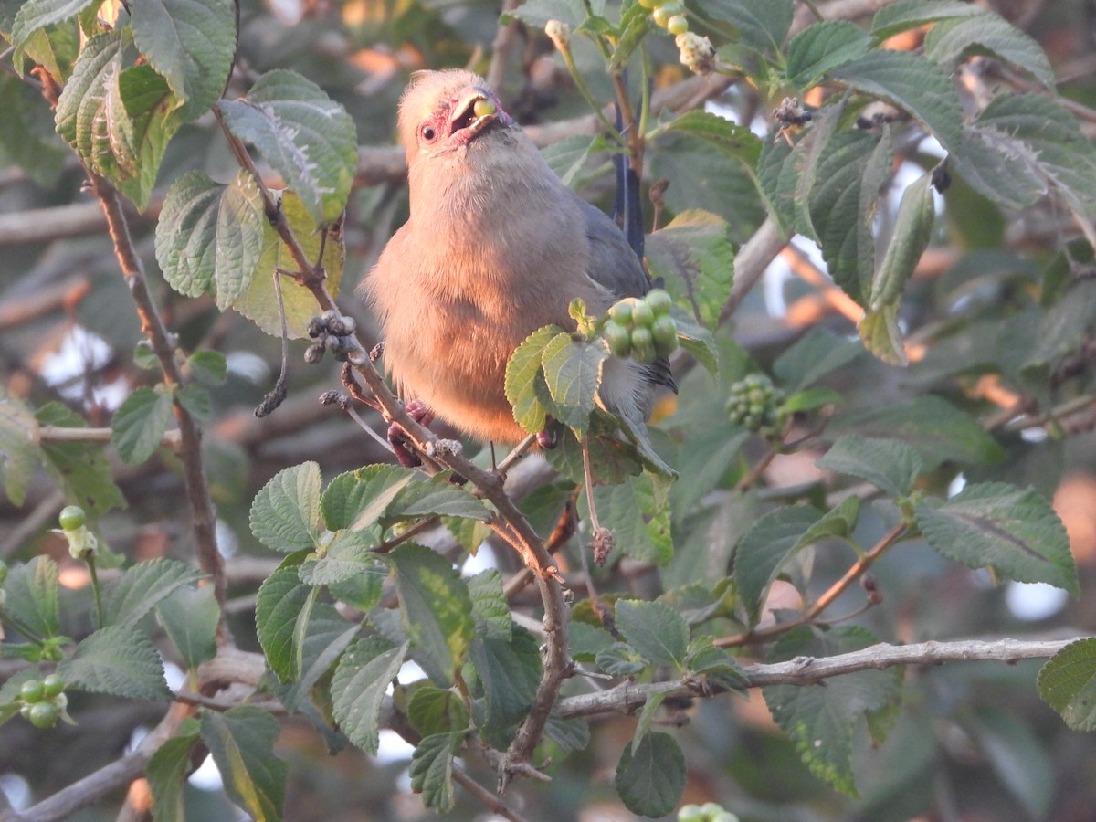 Pájaro Ratón Carirrojo - ML620640970