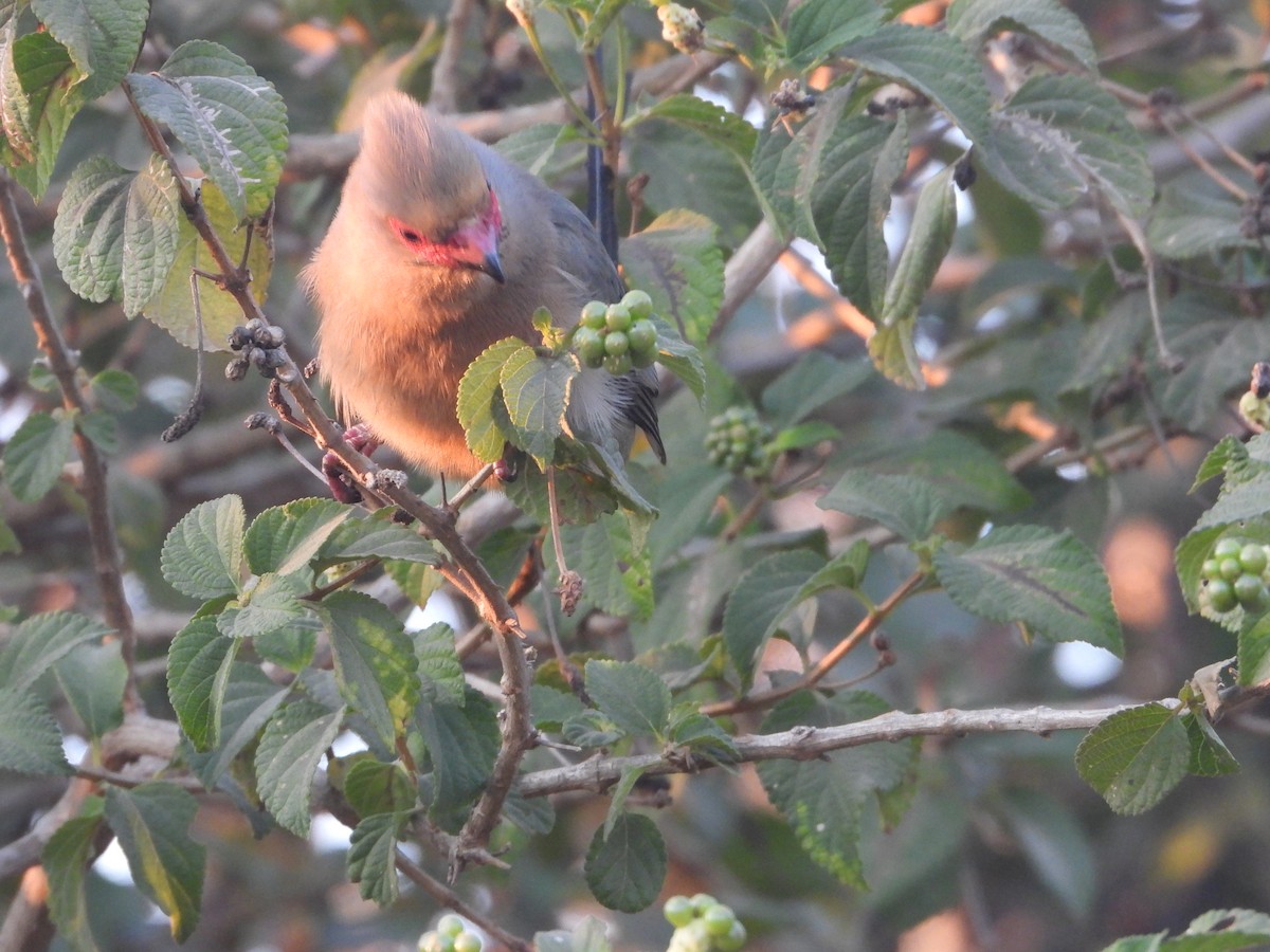 Pájaro Ratón Carirrojo - ML620640971