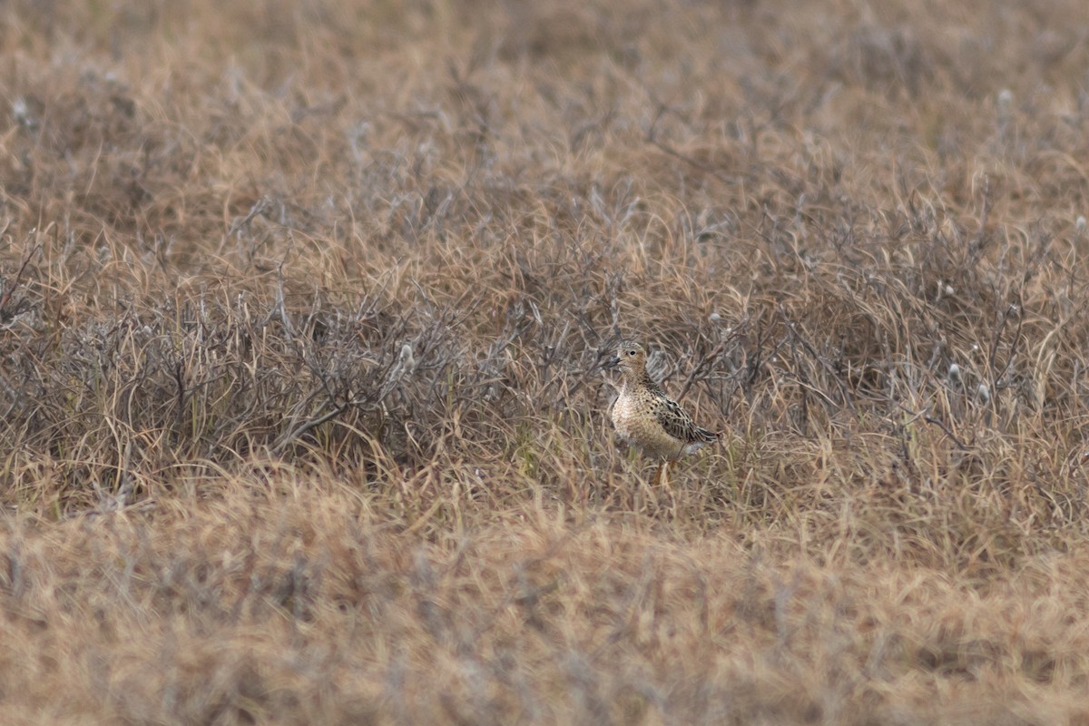 Buff-breasted Sandpiper - Justin Saunders