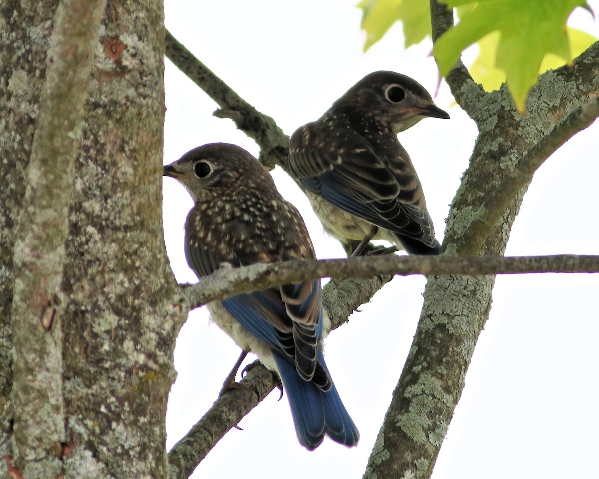 Eastern Bluebird - ML620640976