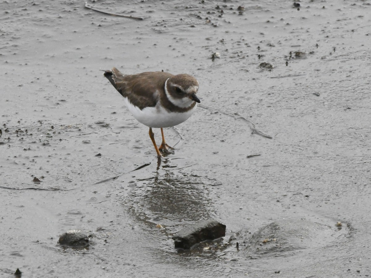 Semipalmated Plover - ML620640977