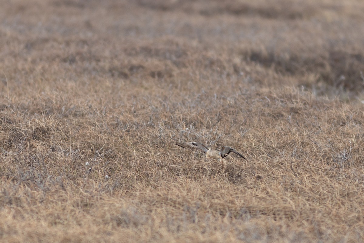 Stilt Sandpiper - ML620640978