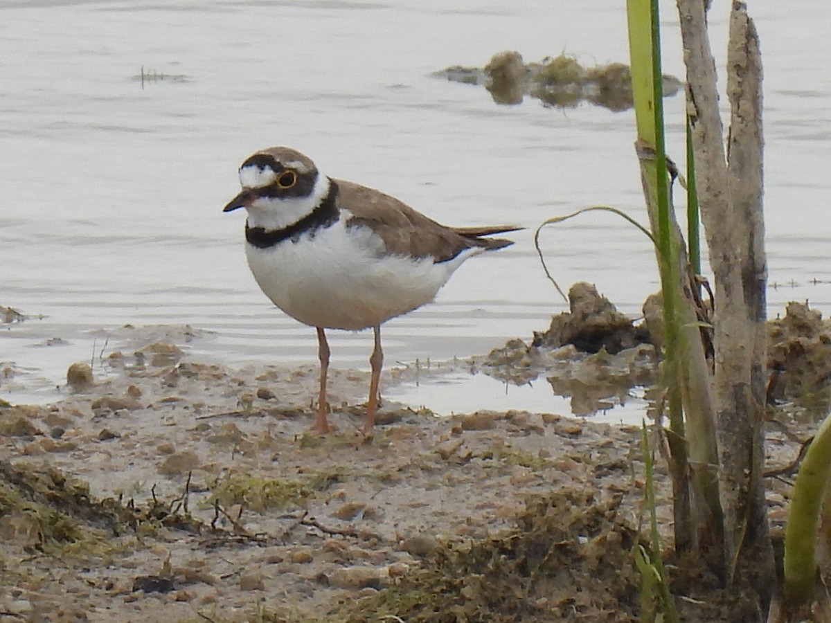 Little Ringed Plover - ML620640980