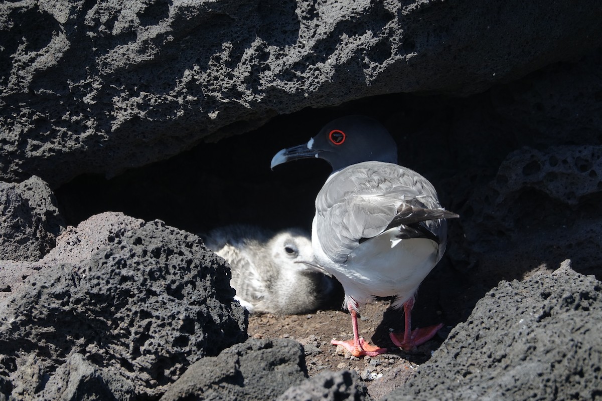 Gaviota Tijereta - ML620640981