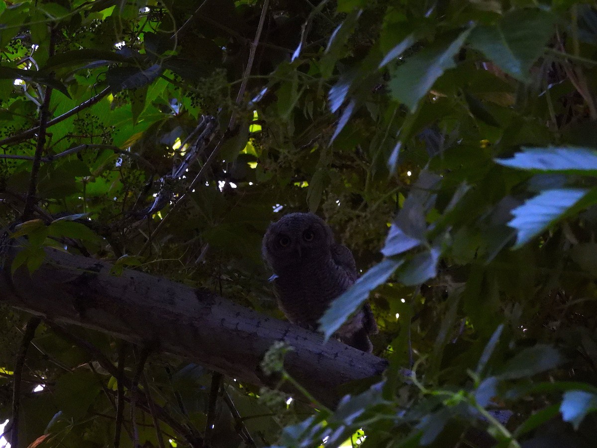 Western Screech-Owl - ML620640982