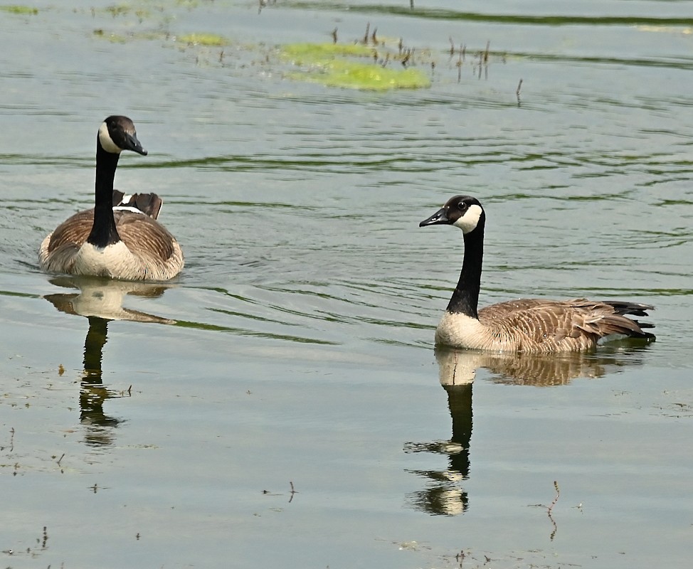 Canada Goose - ML620640983