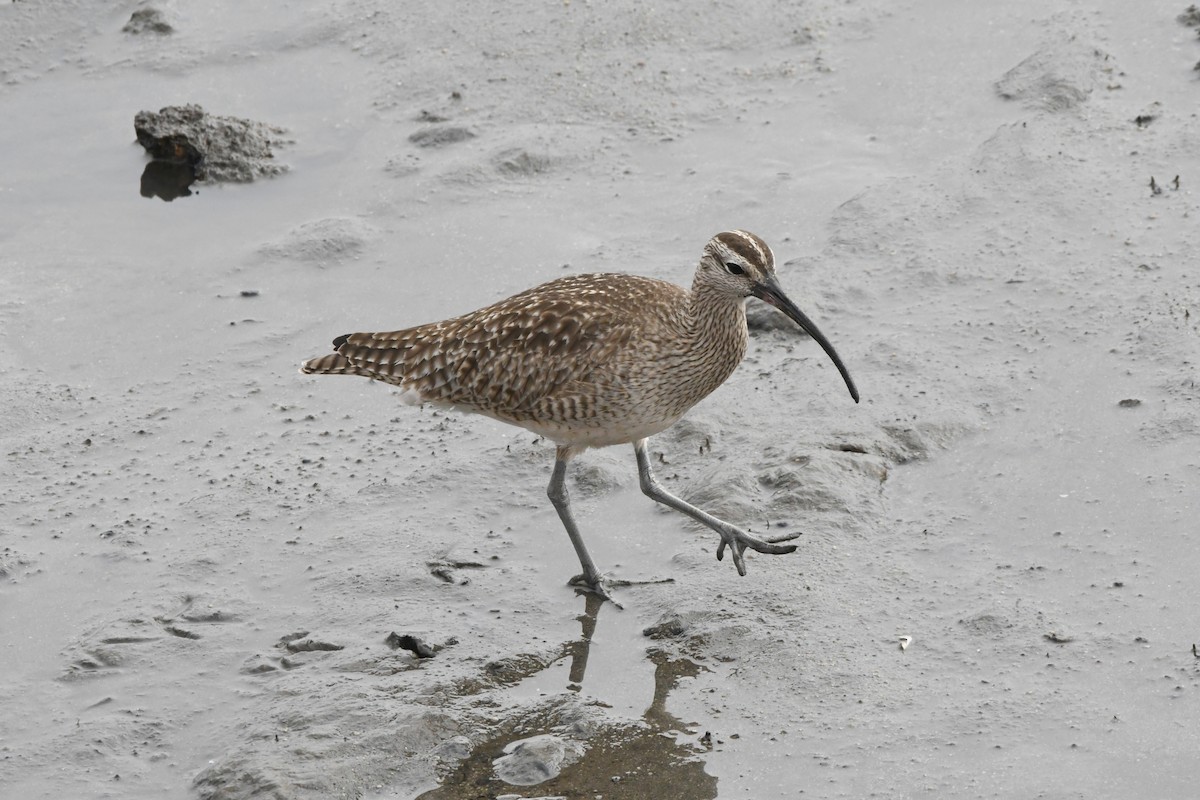 Whimbrel - Robert Scrimger