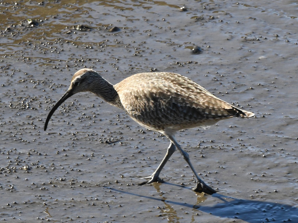 Whimbrel - Robert Scrimger