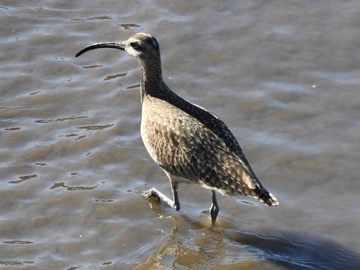 Regenbrachvogel - ML620640987