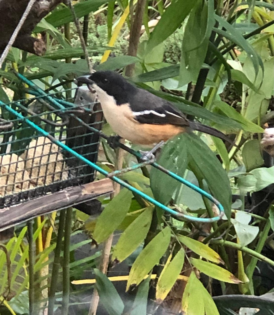 Southern Boubou - Ewen Wilson