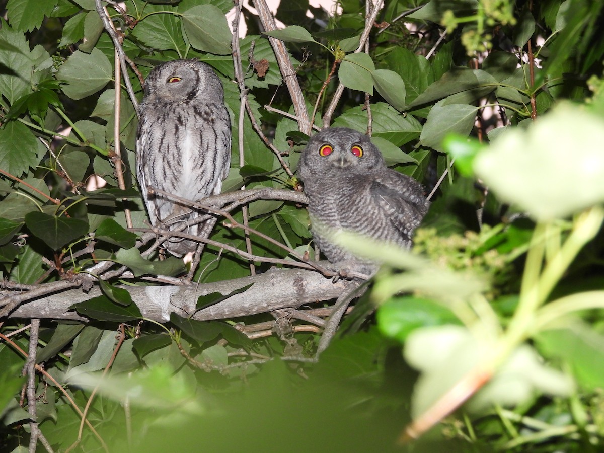 Western Screech-Owl - ML620640990