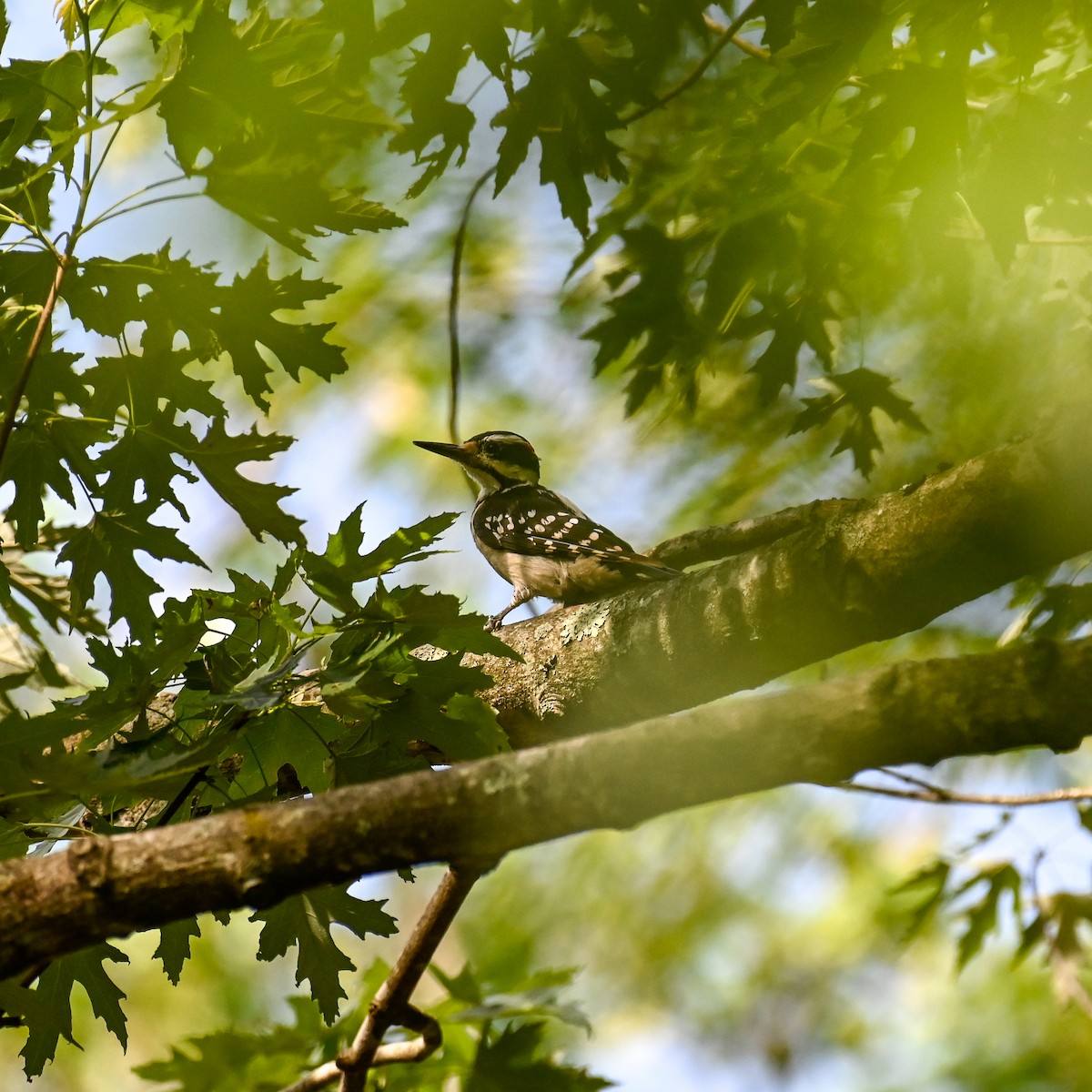 Hairy Woodpecker (Eastern) - ML620640991