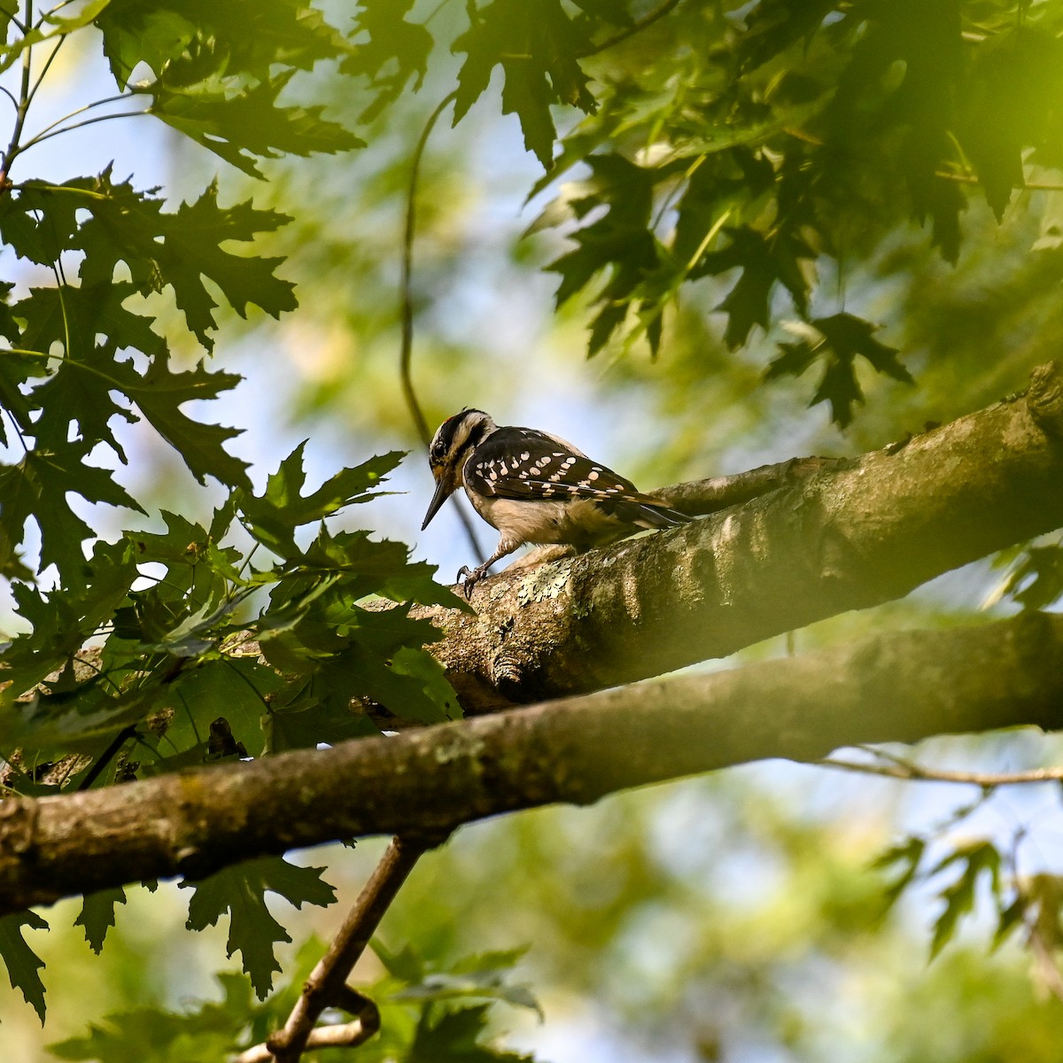 Hairy Woodpecker (Eastern) - ML620640992