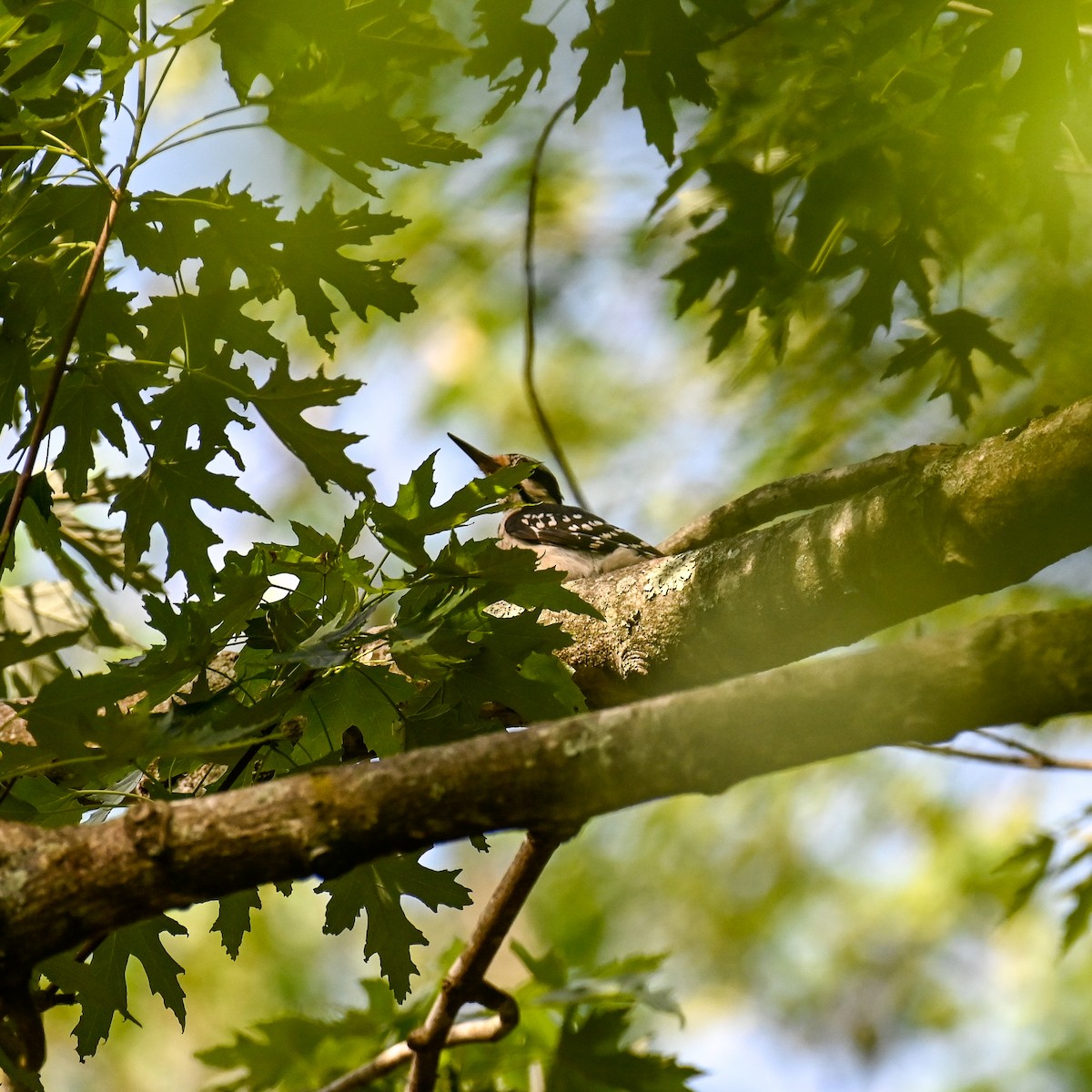 セジロアカゲラ（villosus グループ） - ML620640994