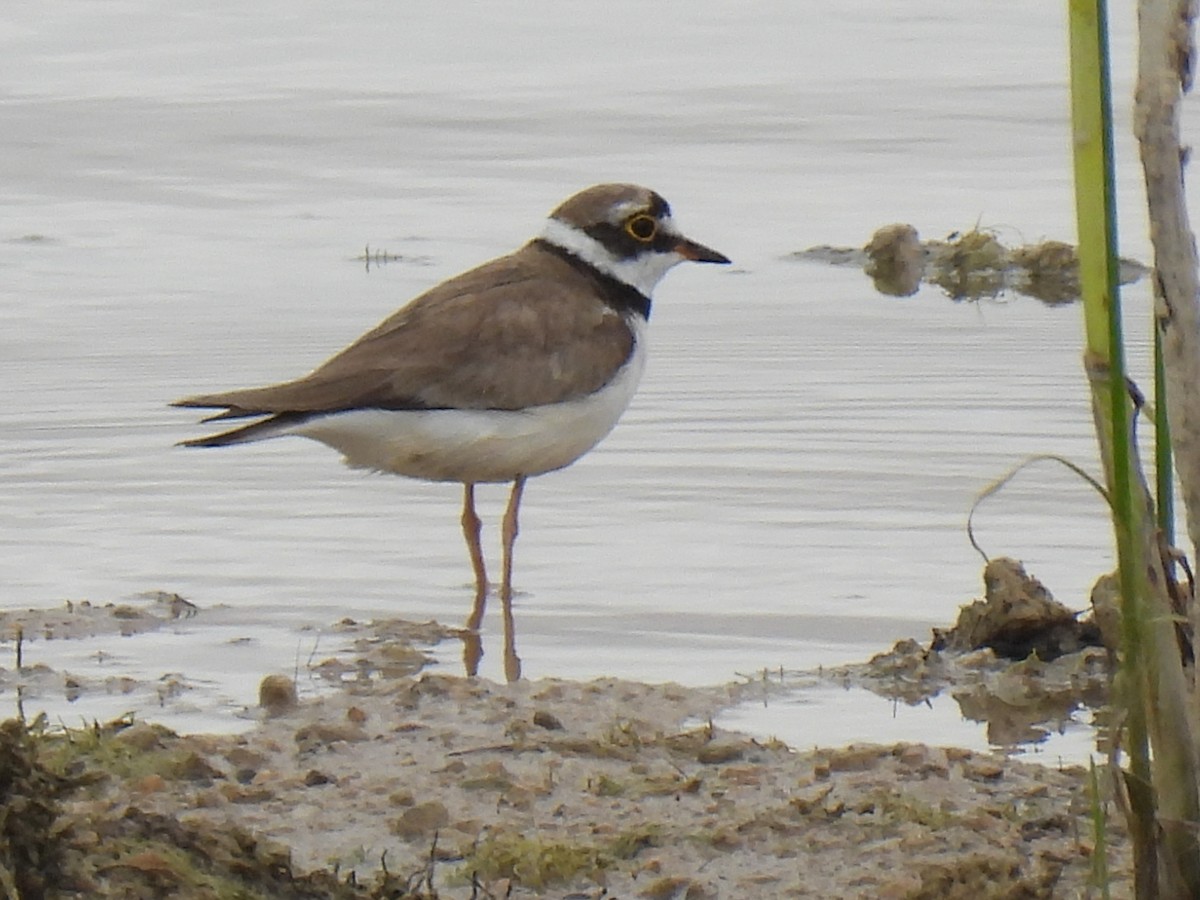 Little Ringed Plover - Miguel Ángel  Pardo Baeza