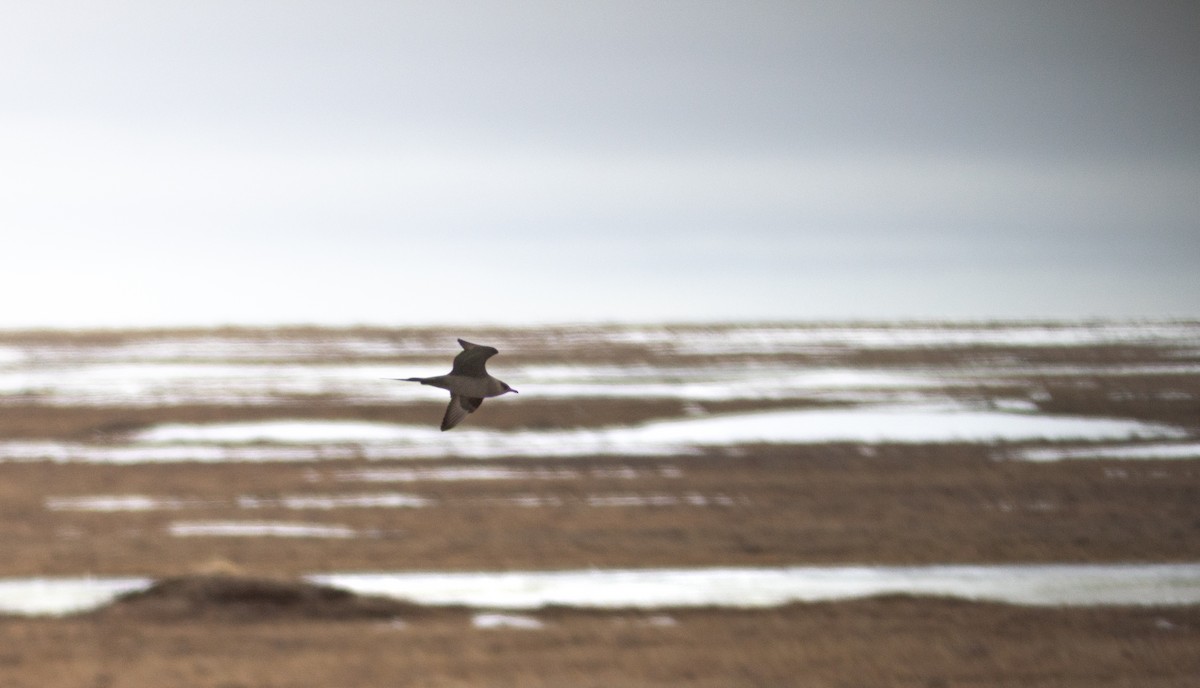 Parasitic Jaeger - Justin Saunders