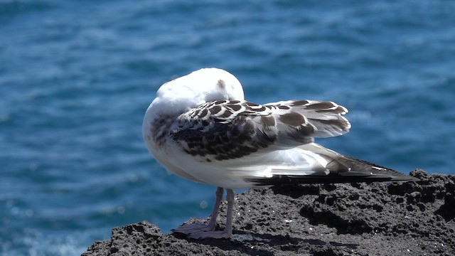 Mouette à queue fourchue - ML620640998