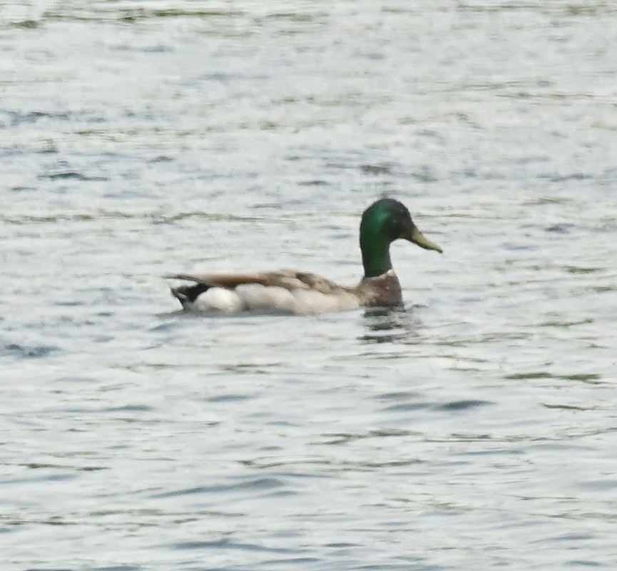 Canard colvert - ML620640999