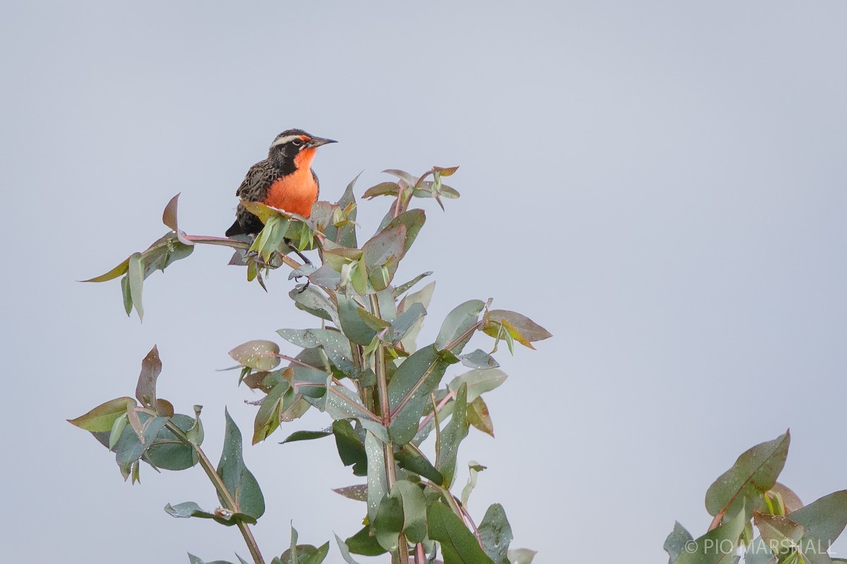 Long-tailed Meadowlark - ML620641000