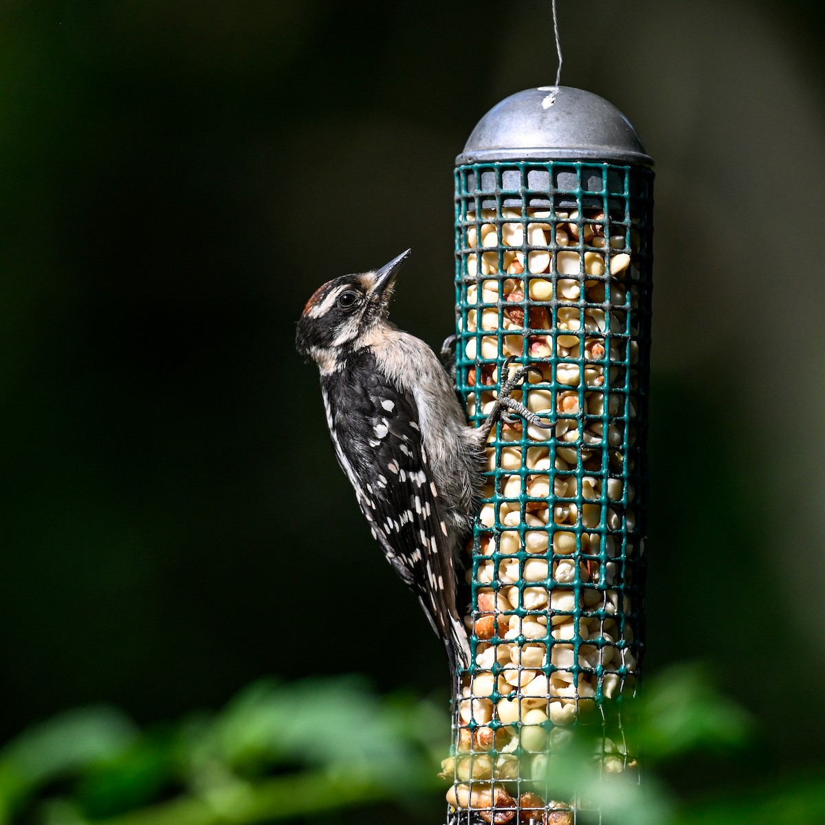 Downy Woodpecker (Eastern) - ML620641004