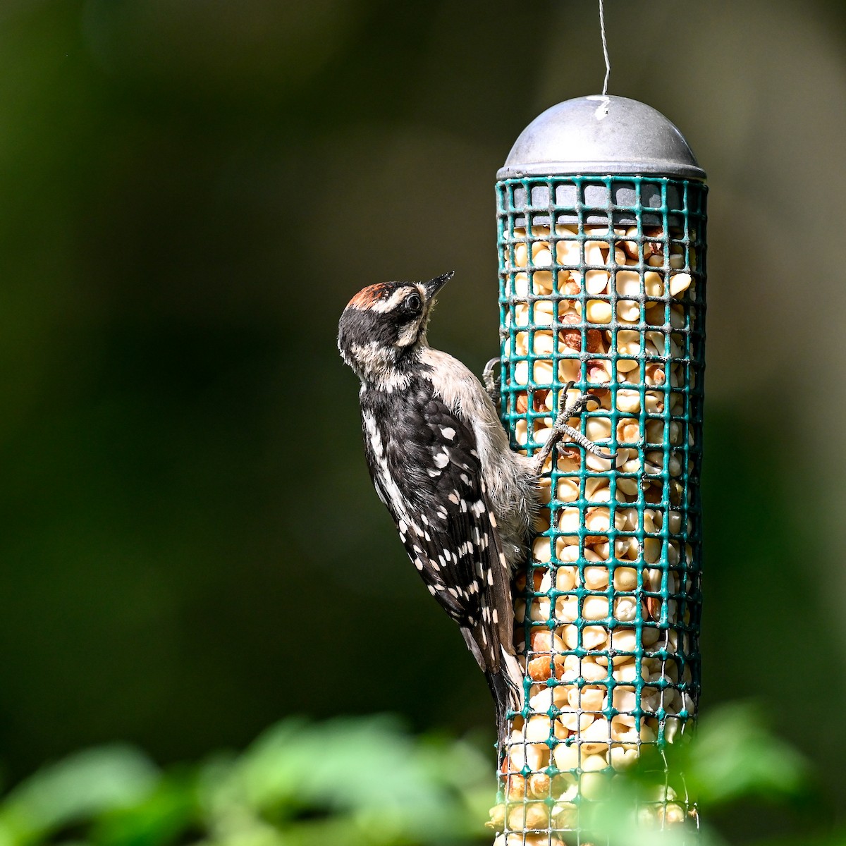 Downy Woodpecker (Eastern) - David Govoni