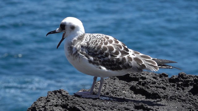 Mouette à queue fourchue - ML620641008