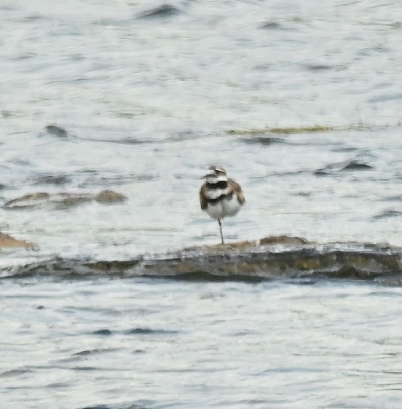 Killdeer - Regis Fortin