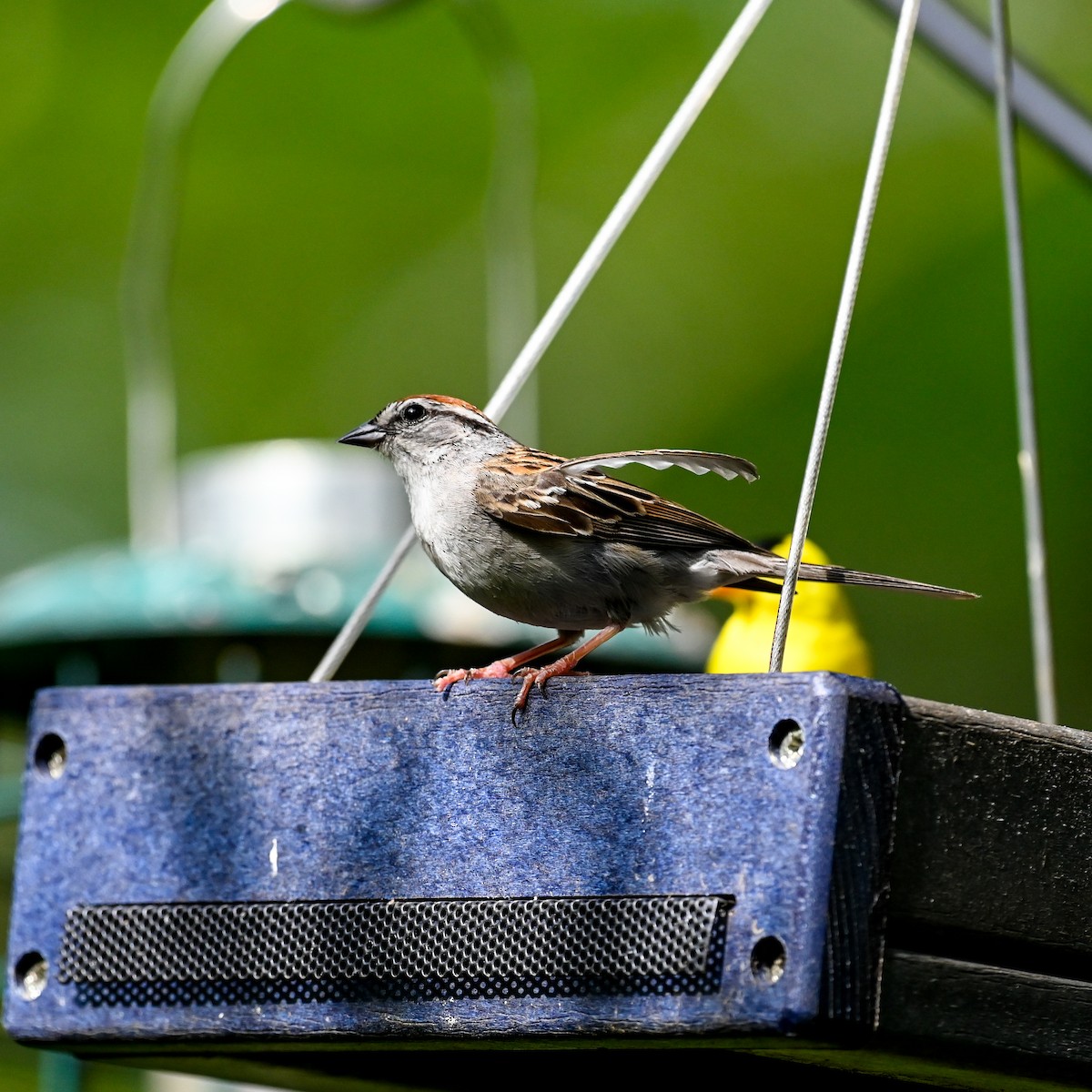 Chipping Sparrow - ML620641014