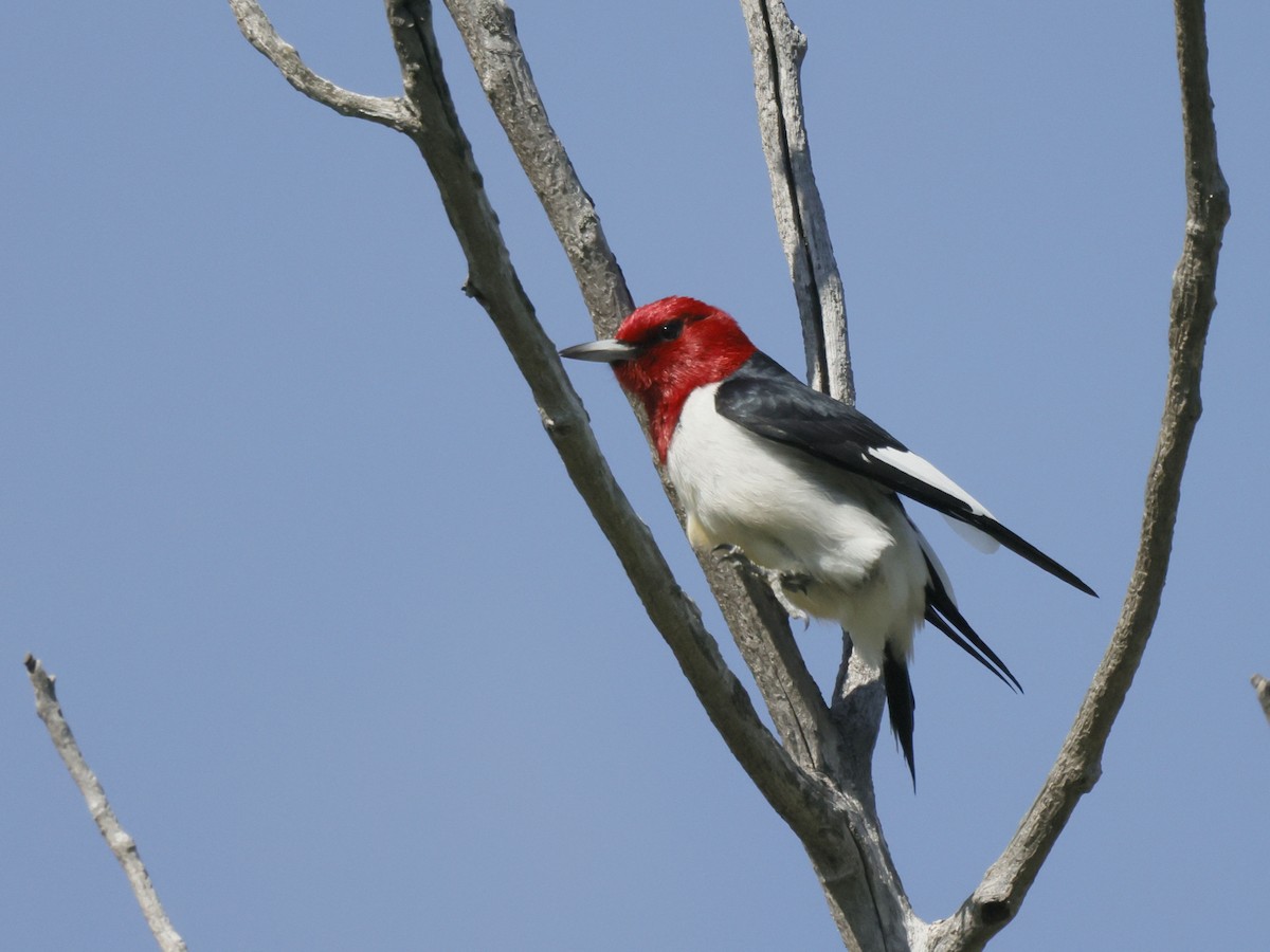 Red-headed Woodpecker - ML620641020