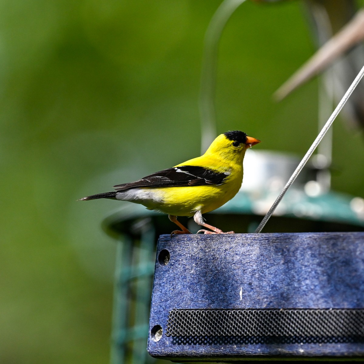 American Goldfinch - ML620641021